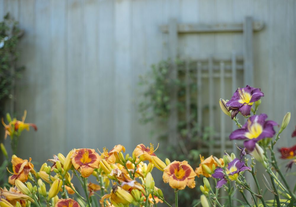 A flower bed of day lilies against a trellis by a barn wall
