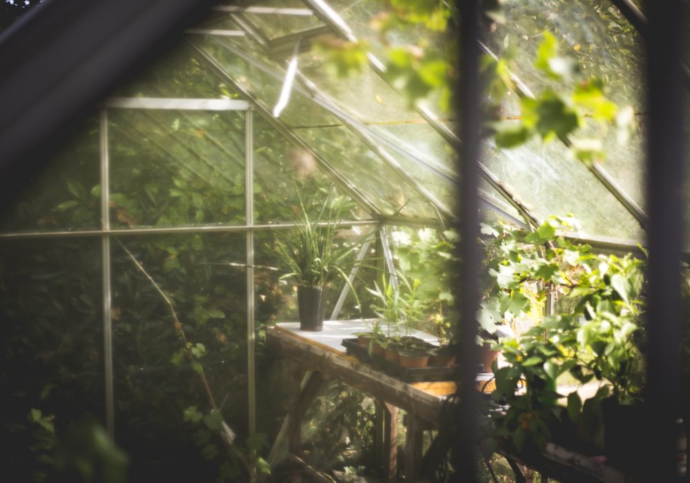 Sunlight through the glass of a planted greenhouse