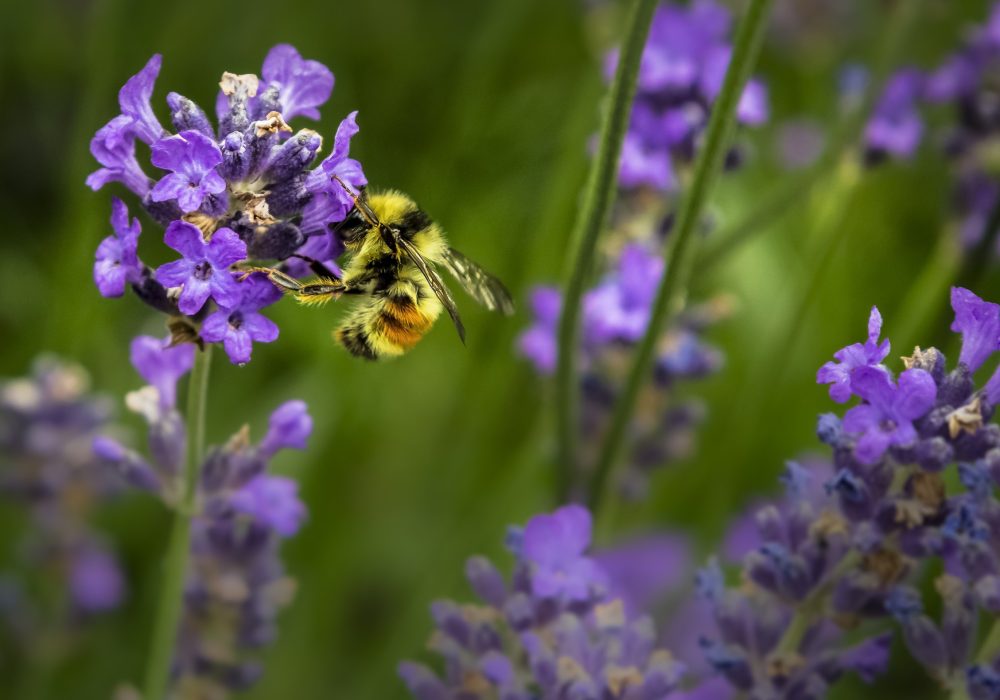 A bee on a lavender flower head