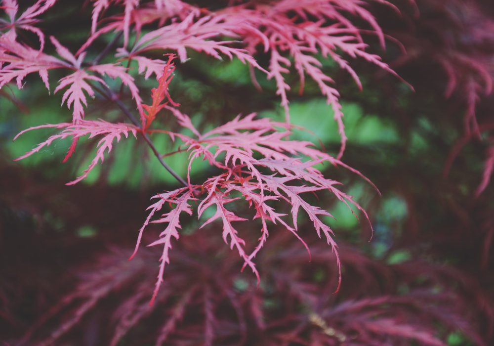 Deep red acer foliage in close detail